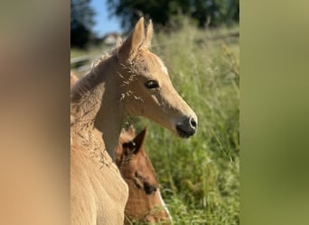 Deutsches Reitpony, Wallach, 2 Jahre, 143 cm, Palomino