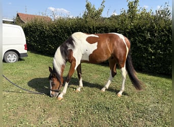 Deutsches Reitpony, Wallach, 2 Jahre, 143 cm, Schecke
