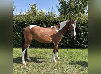 Deutsches Reitpony, Wallach, 2 Jahre, 143 cm, Schecke