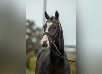 Deutsches Reitpony, Wallach, 2 Jahre, 143 cm, Schwarzbrauner