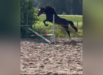 Deutsches Reitpony, Wallach, 2 Jahre, 143 cm, Schwarzbrauner