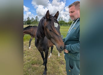 Deutsches Reitpony, Wallach, 2 Jahre, 143 cm, Schwarzbrauner