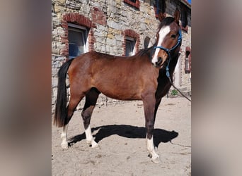 Deutsches Reitpony, Wallach, 2 Jahre, 144 cm, Brauner