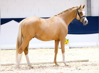 Deutsches Reitpony, Wallach, 2 Jahre, 144 cm, Fuchs