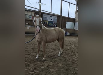 Deutsches Reitpony, Wallach, 2 Jahre, 144 cm, Palomino