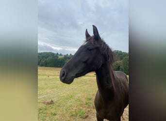 Deutsches Reitpony, Wallach, 2 Jahre, 144 cm, Rappe
