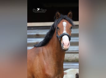 Deutsches Reitpony, Wallach, 2 Jahre, 145 cm, Brauner