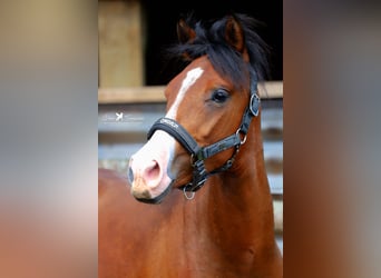 Deutsches Reitpony, Wallach, 2 Jahre, 145 cm, Brauner