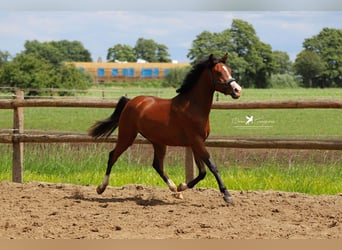 Deutsches Reitpony, Wallach, 2 Jahre, 145 cm, Brauner