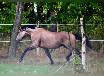 Deutsches Reitpony, Wallach, 2 Jahre, 145 cm, Buckskin