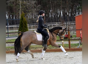 Deutsches Reitpony, Wallach, 2 Jahre, 145 cm, Buckskin