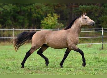 Deutsches Reitpony, Wallach, 2 Jahre, 145 cm, Buckskin