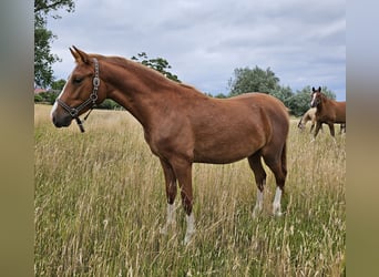 Deutsches Reitpony, Wallach, 2 Jahre, 145 cm, Fuchs