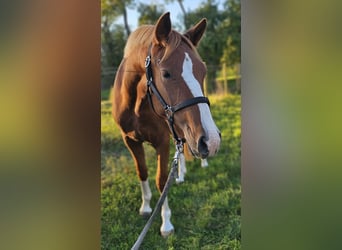 Deutsches Reitpony, Wallach, 2 Jahre, 145 cm, Fuchs