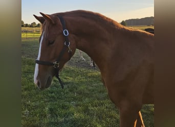Deutsches Reitpony, Wallach, 2 Jahre, 145 cm, Fuchs