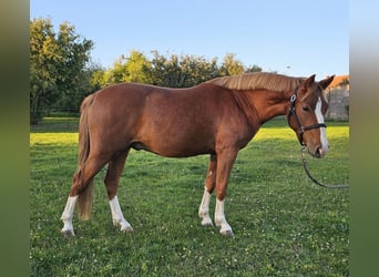 Deutsches Reitpony, Wallach, 2 Jahre, 145 cm, Fuchs