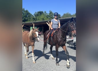 Deutsches Reitpony, Wallach, 2 Jahre, 145 cm, Fuchs