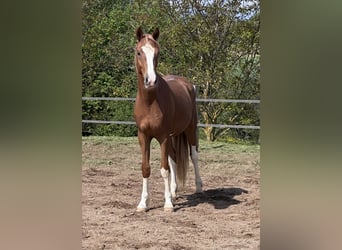 Deutsches Reitpony, Wallach, 2 Jahre, 145 cm, Fuchs