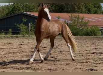 Deutsches Reitpony, Wallach, 2 Jahre, 145 cm, Fuchs