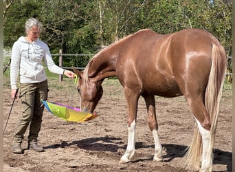Deutsches Reitpony, Wallach, 2 Jahre, 145 cm, Fuchs