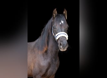 Deutsches Reitpony, Wallach, 2 Jahre, 145 cm, Rappe