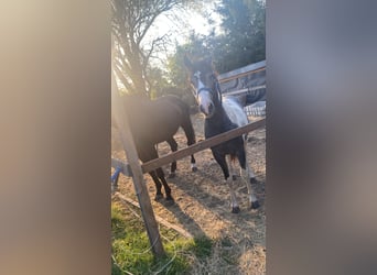 Deutsches Reitpony, Wallach, 2 Jahre, 145 cm, Schecke