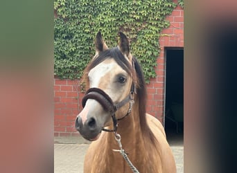 Deutsches Reitpony, Wallach, 2 Jahre, 146 cm, Buckskin