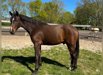 Deutsches Reitpony, Wallach, 2 Jahre, 146 cm, Dunkelbrauner