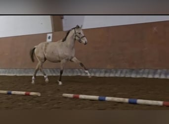 Deutsches Reitpony, Wallach, 2 Jahre, 146 cm, Falbe