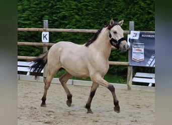 Deutsches Reitpony, Wallach, 2 Jahre, 146 cm, Falbe