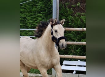 Deutsches Reitpony, Wallach, 2 Jahre, 146 cm, Falbe