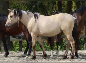 Deutsches Reitpony, Wallach, 2 Jahre, 146 cm, Falbe
