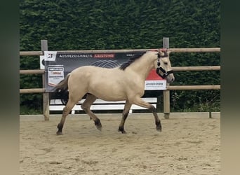 Deutsches Reitpony, Wallach, 2 Jahre, 146 cm, Falbe