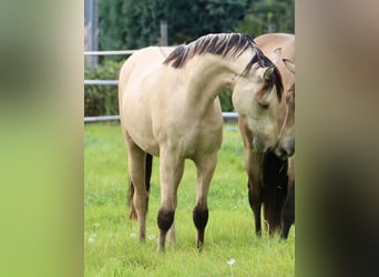 Deutsches Reitpony, Wallach, 2 Jahre, 146 cm, Falbe