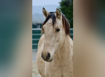 Deutsches Reitpony, Wallach, 2 Jahre, 146 cm, Falbe