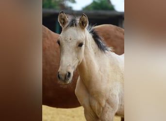 Deutsches Reitpony, Wallach, 2 Jahre, 146 cm, Falbe