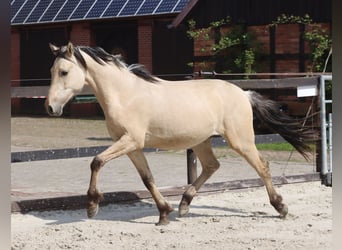 Deutsches Reitpony, Wallach, 2 Jahre, 146 cm, Falbe