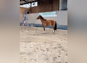Deutsches Reitpony, Wallach, 2 Jahre, 146 cm, Falbe