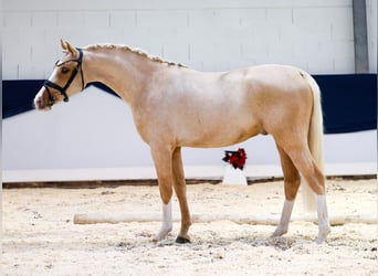 Deutsches Reitpony, Wallach, 2 Jahre, 146 cm, Palomino