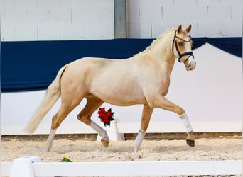 Deutsches Reitpony, Wallach, 2 Jahre, 146 cm, Palomino