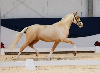 Deutsches Reitpony, Wallach, 2 Jahre, 146 cm, Palomino