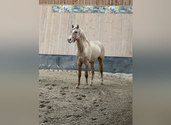 Deutsches Reitpony, Wallach, 2 Jahre, 146 cm, Palomino