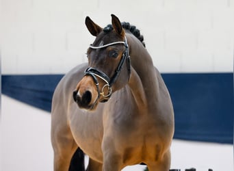 Deutsches Reitpony, Wallach, 2 Jahre, 147 cm, Brauner