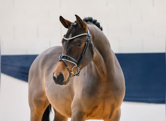 Deutsches Reitpony, Wallach, 2 Jahre, 147 cm, Brauner