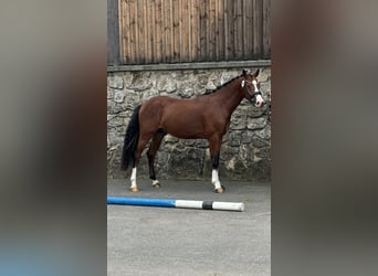 Deutsches Reitpony, Wallach, 2 Jahre, 147 cm, Brauner