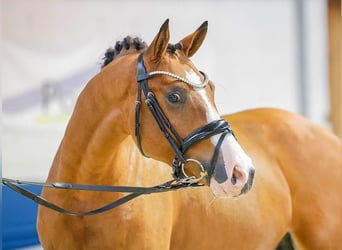 Deutsches Reitpony, Wallach, 2 Jahre, 147 cm, Brauner