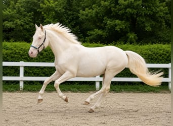 Deutsches Reitpony, Wallach, 2 Jahre, 147 cm, Cremello