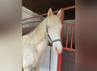 Deutsches Reitpony, Wallach, 2 Jahre, 147 cm, Cremello