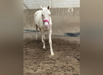 Deutsches Reitpony, Wallach, 2 Jahre, 147 cm, Cremello