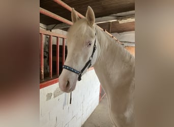 Deutsches Reitpony, Wallach, 2 Jahre, 147 cm, Cremello